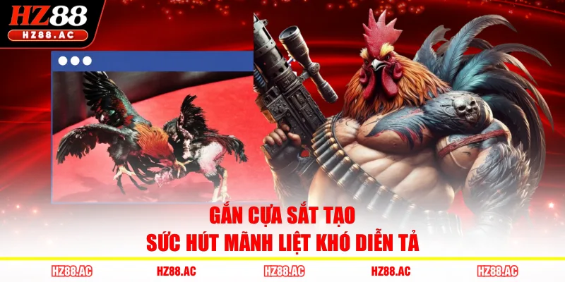 Gắn cựa sắt tạo sức hút mãnh liệt khó diễn tả